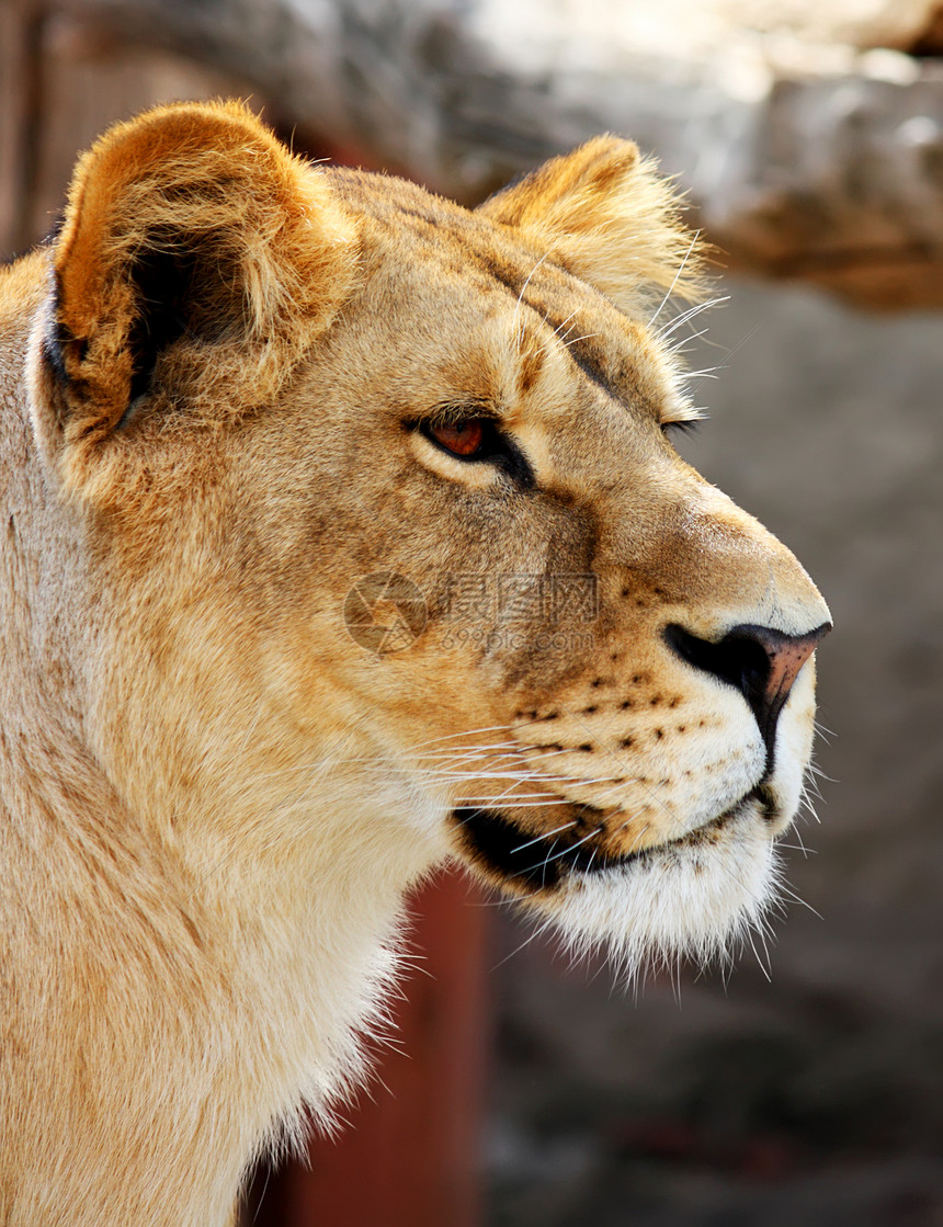 孤立的女狮子肖像哺乳动物力量动物毛皮白色母狮女性危险猫科动物黄褐色图片