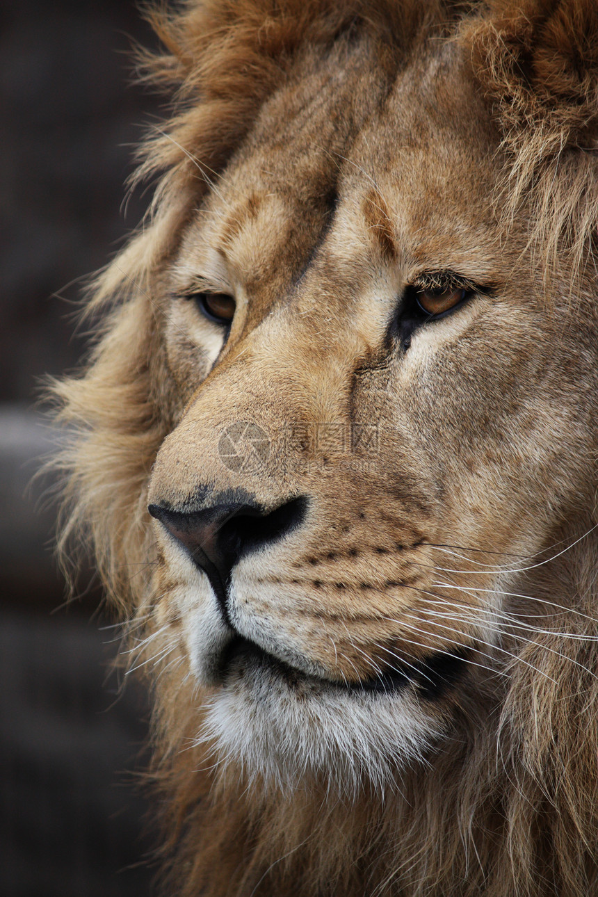 狮子的肖像动物力量食肉猫科男性毛皮荒野黄色头发哺乳动物图片