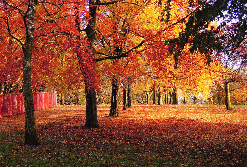 秋季颜色场景橙子树木风景叶子活力公园树叶季节性图片