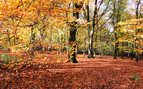 秋季颜色榉木橙子农村乡村风景林地叶子活力树木季节性背景图片