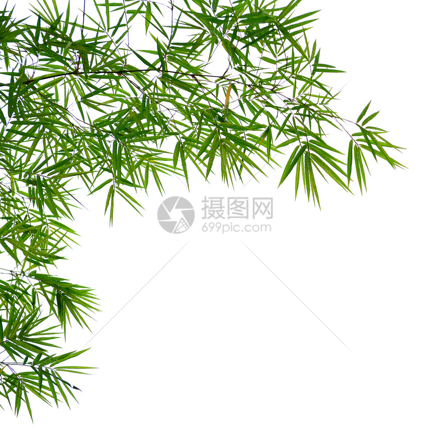 竹叶叶植物叶子花卉竹叶文化竹子绿色白色图案图片