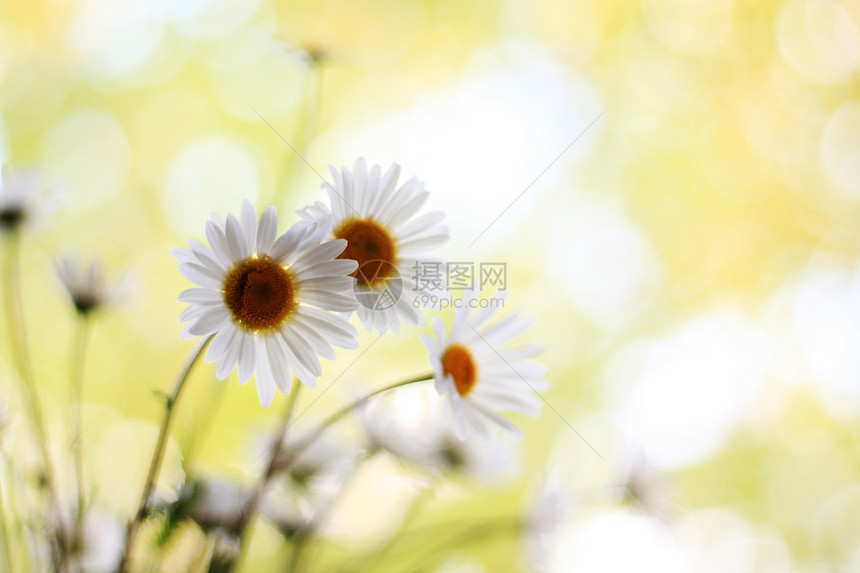 花朵草地季节花园种子场地草原阳光雏菊宏观花瓣图片