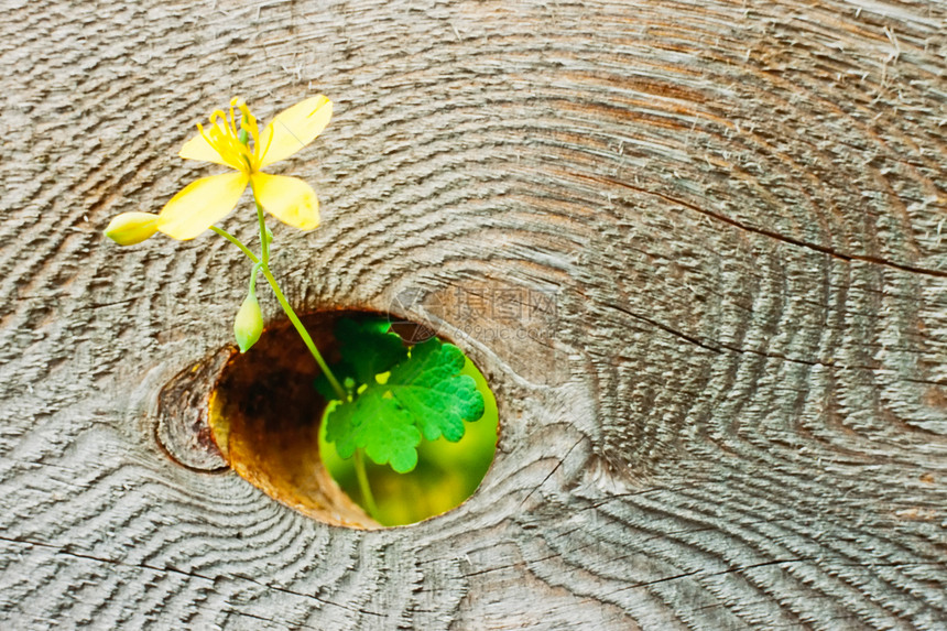 黄花在木板结洞中生长图片