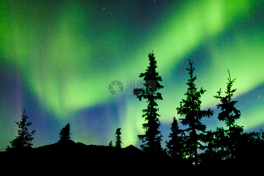 育空地区北极光领土北极星森林树木星星云杉摄影天文针叶树戏剧性图片