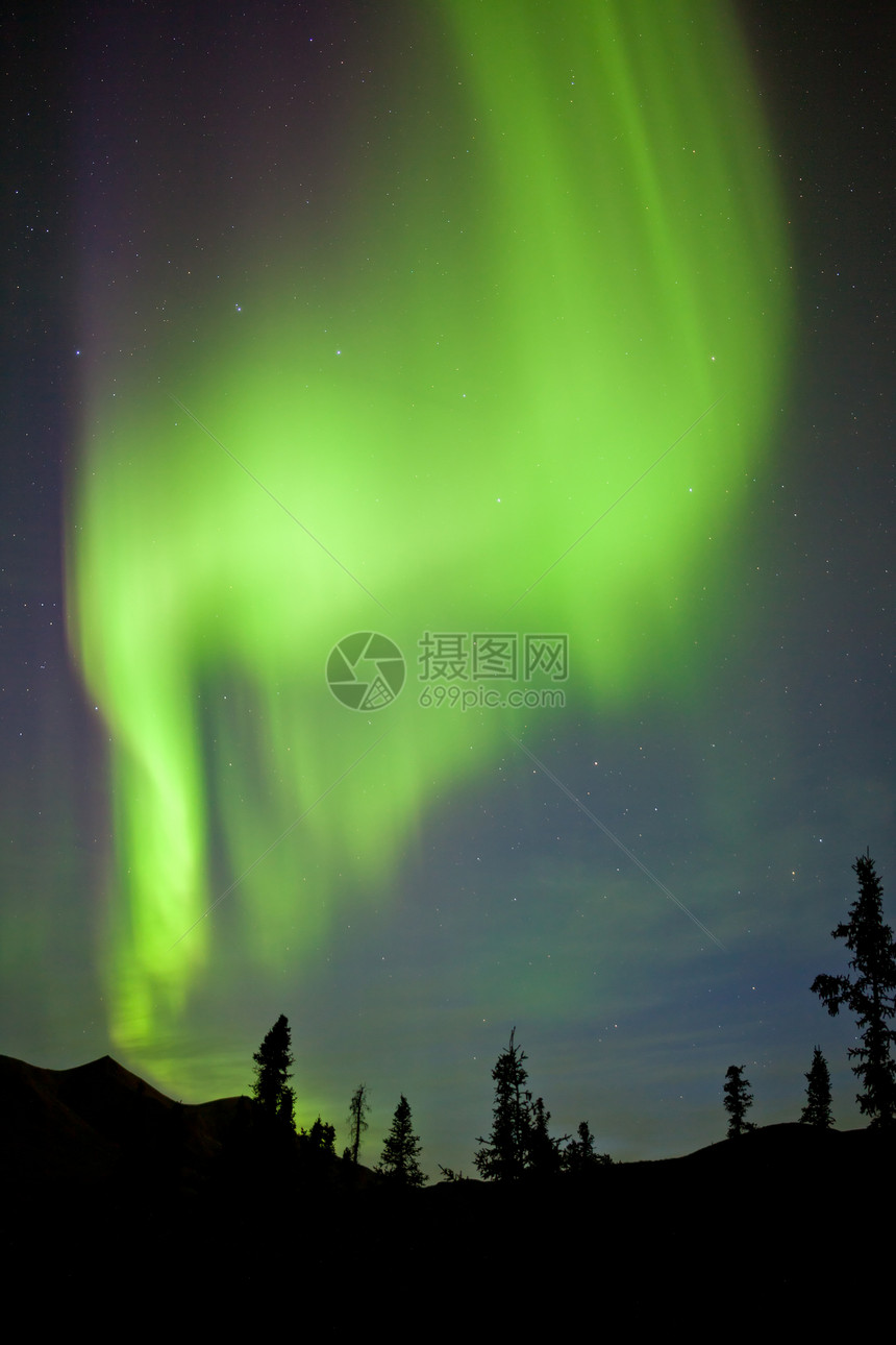 育空地区北极光针叶树辉光北极光北极星领土星星树木天文天空云杉图片