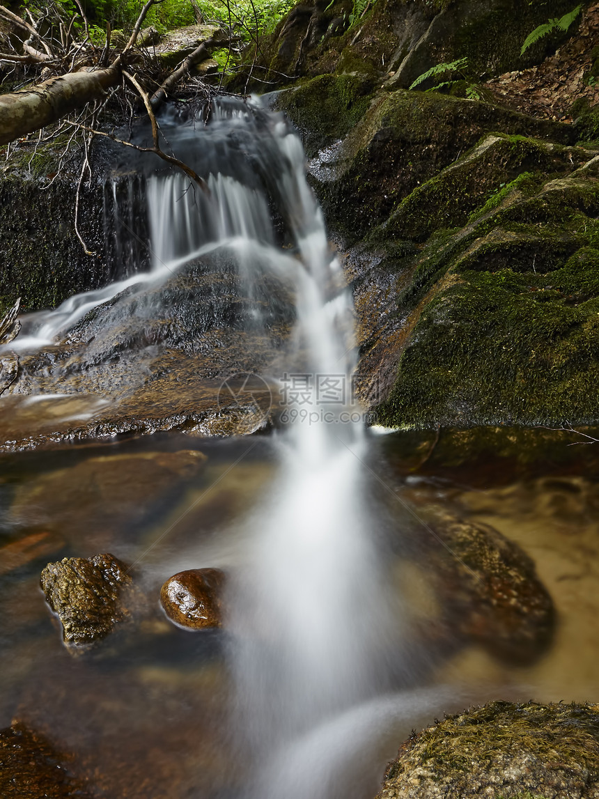 森林中的溪流流动植物绿色水池晴天森林岩石石头叶子风景图片