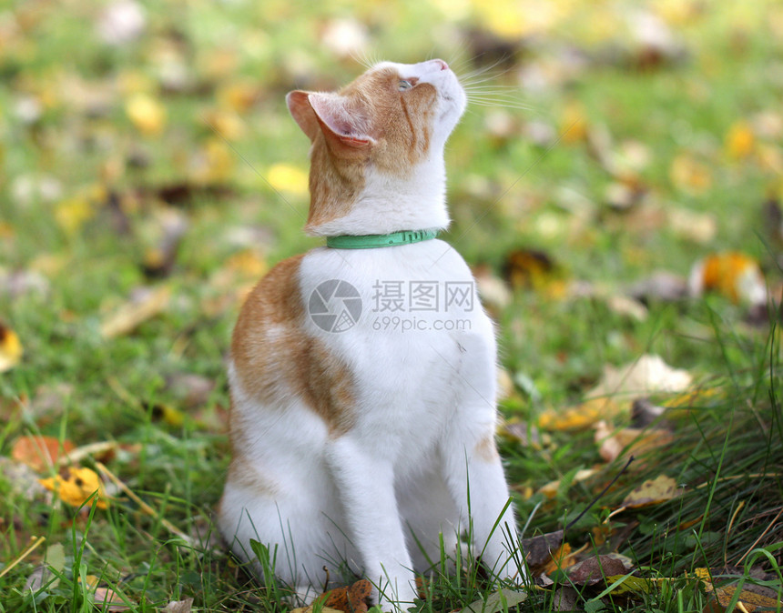 美丽的红猫的肖像猫科跑步哺乳动物花园速度荒野小猫墙纸树叶猫咪图片