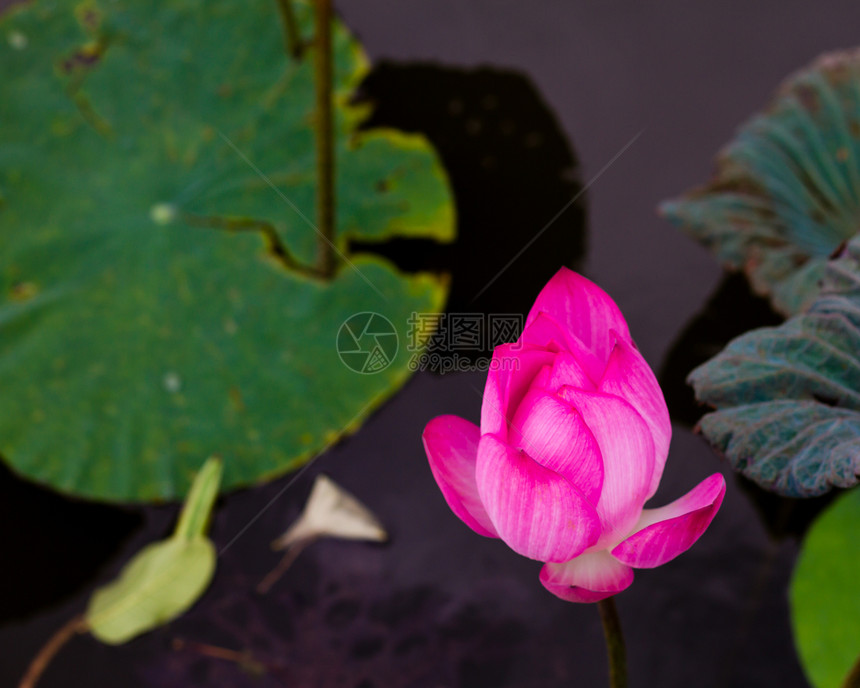 池塘中的莲花花植物群植物学花瓣荷花美丽花园黄色叶子植物园绿色图片