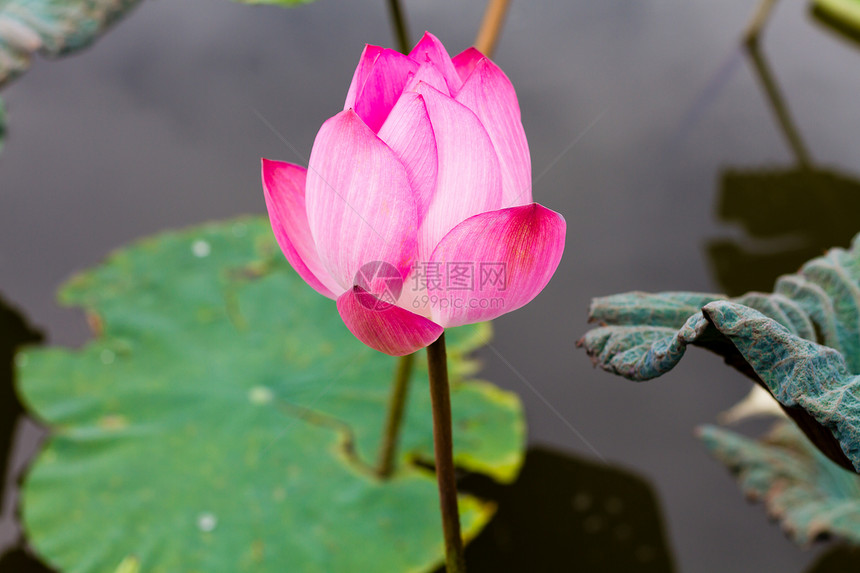 池塘中的莲花花荷花花瓣绿色植物群花园植物植物学百合黄色叶子图片