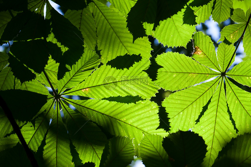 休假背景背景阳光板栗活力生长植物树木太阳叶子森林绿色图片