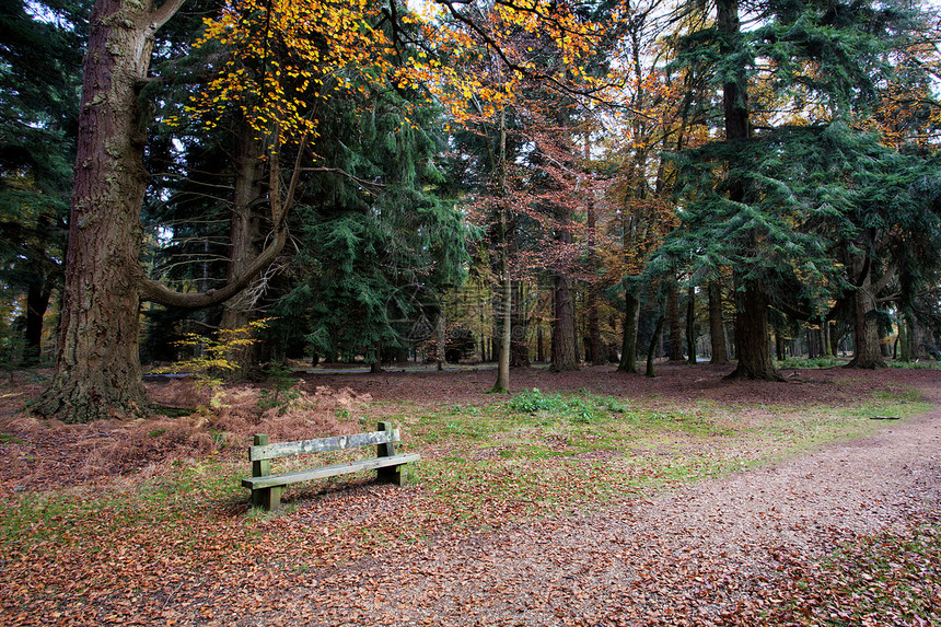 秋天预设的清静坐位区植物群胜地天空树木叶子地球植物座位旅游苔藓图片