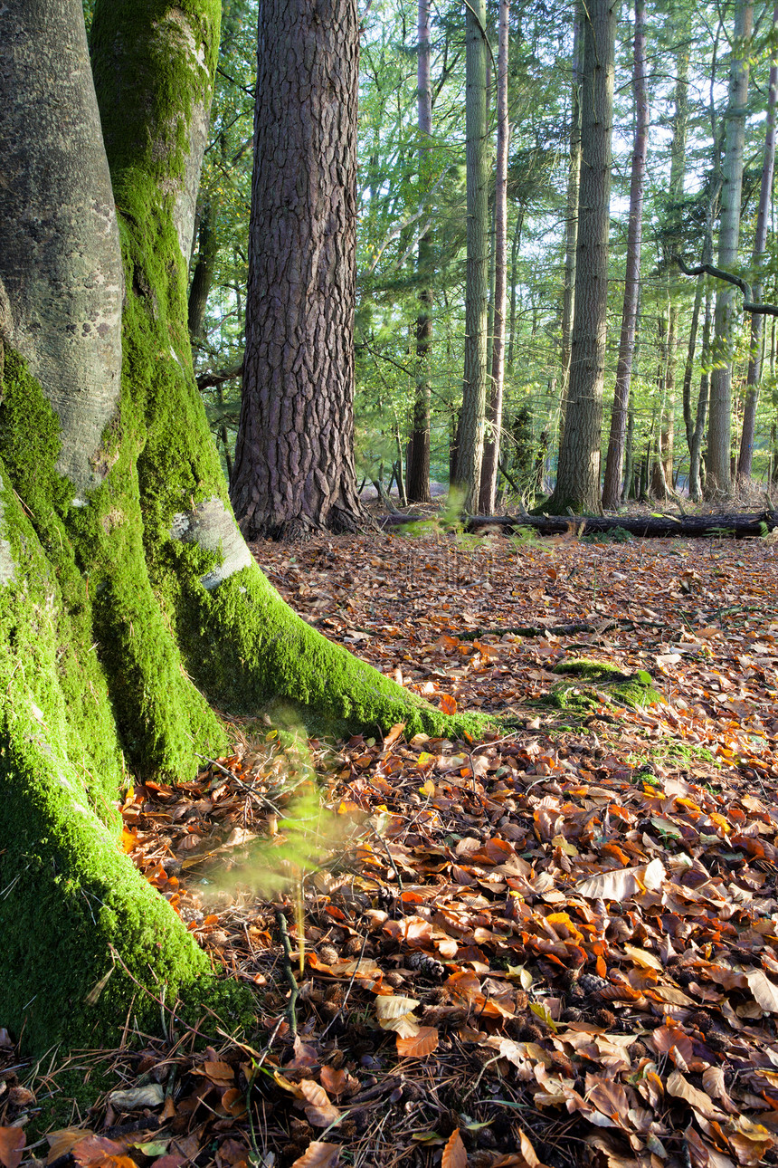 新森林胜地树干天空植物群植物林地树木地球叶子苔藓图片