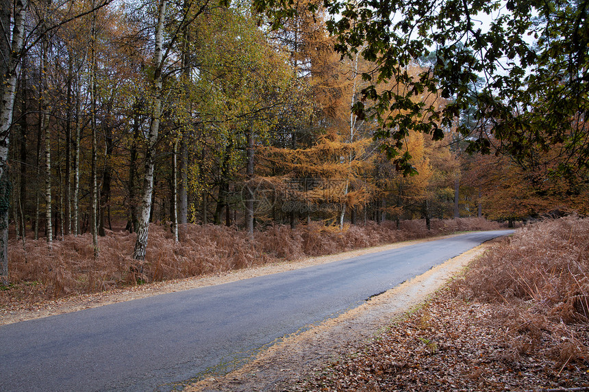 穿过森林的公路植物苔藓小路地球胜地叶子旅游天空林地树干图片