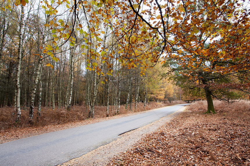 穿过森林的公路小路植物群旅游苔藓树木树干胜地叶子林地植物图片