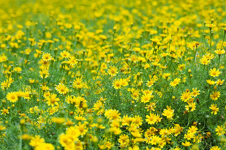 黄色盛开小野花摇摇摇晃的黛西蜉蝣公园雏菊荒野植物群植物野花黄色绿色场地背景
