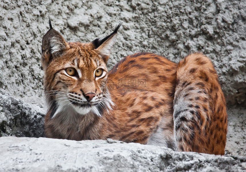 Lynx 林克哺乳动物动物园食肉野生动物动物荒野眼睛毛皮捕食者危险图片