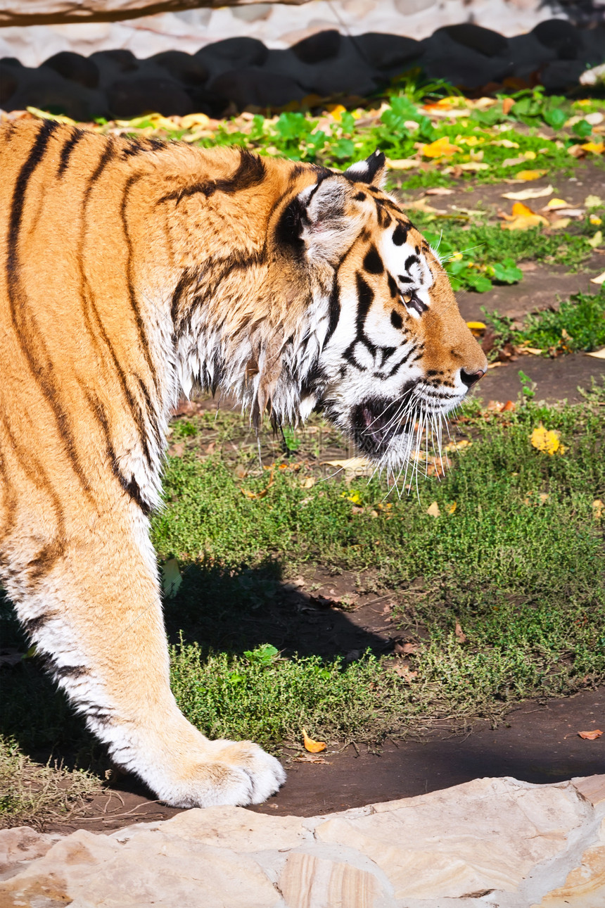 老虎猎人野猫侵略食肉危险丛林荒野动物愤怒野生动物图片