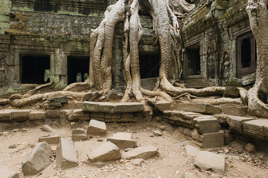 古老的寺庙 有覆盖部分结构的树根图片