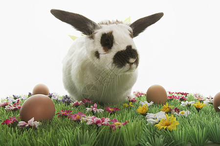 白底隔离在人工草地上的兔子和复活节鸡蛋的兔子背景图片