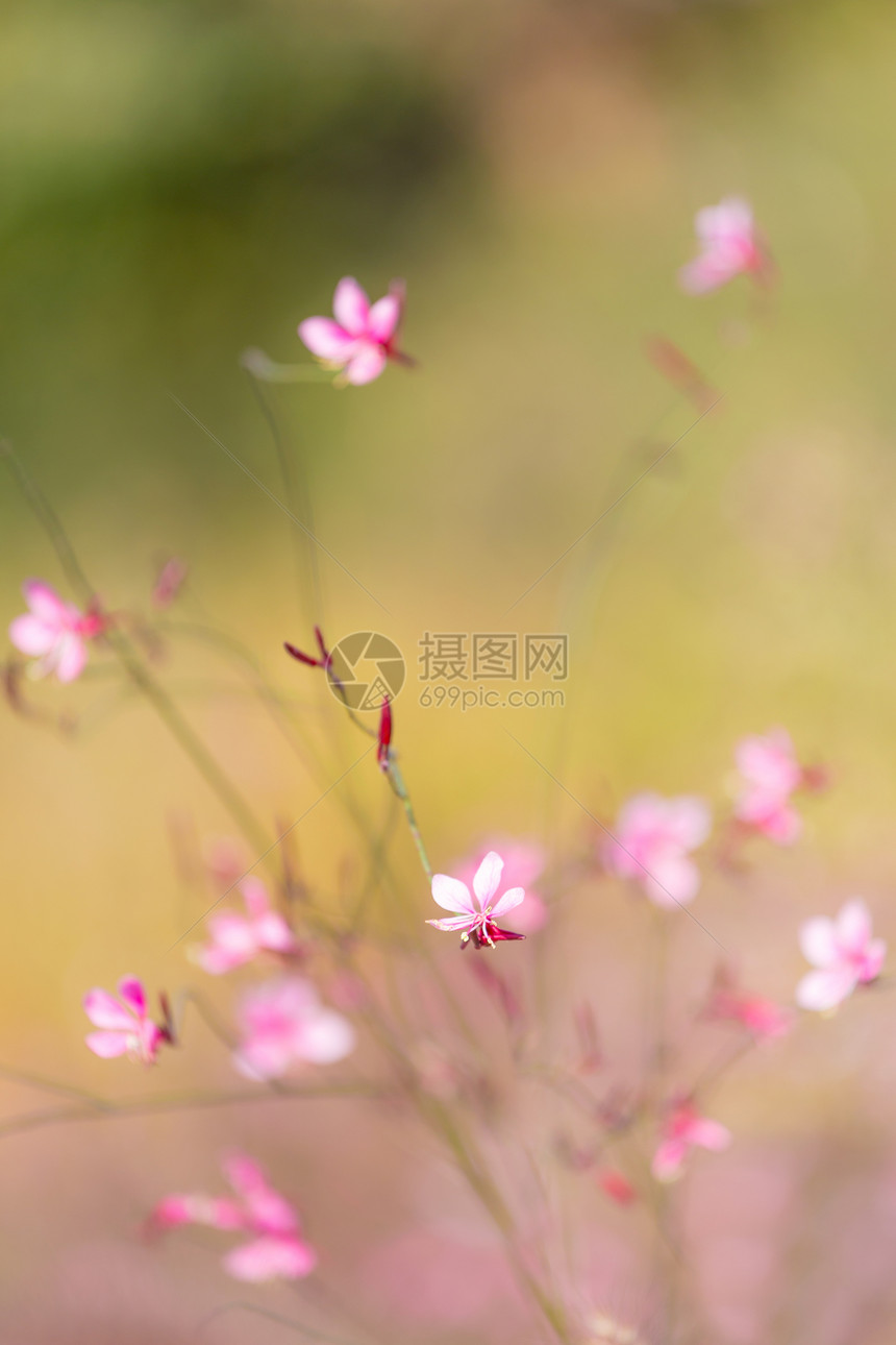 小粉花花雏菊粉色植物群草地场地菊花街道农场农民农村图片