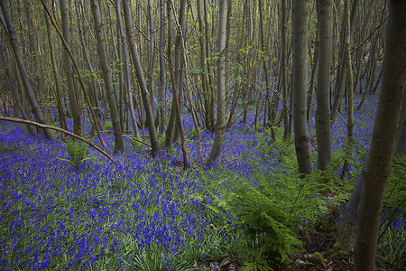 森林中的紫色野花摄影森林树木自然世界林地背景图片