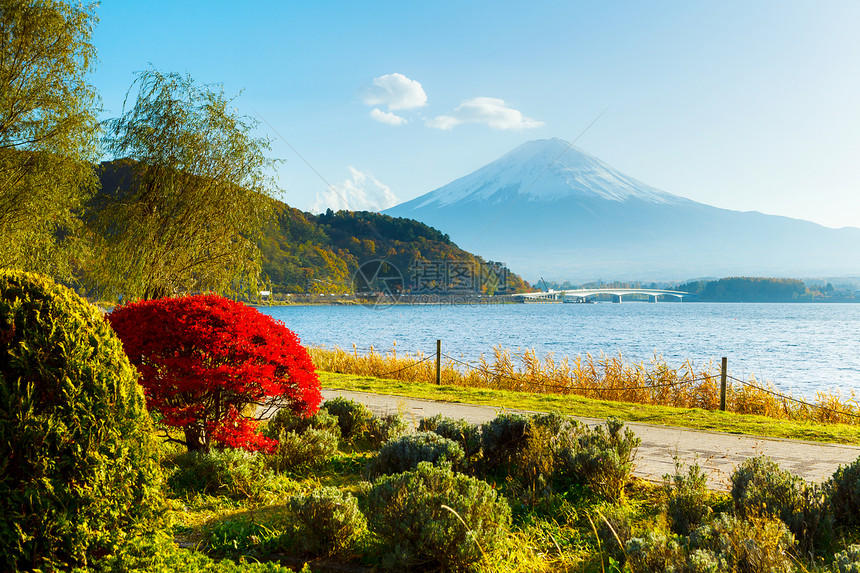 秋秋藤山红色杂草芦苇火山公吨植物草原图片