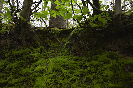 森林中的蚊子树木林地自然世界森林苔藓摄影背景图片
