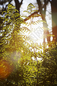 树中的阳光背光射线树木太阳光太阳光线逆光森林光束林地晴天背景图片