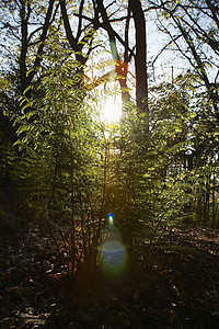 树中的阳光太阳光光束光射线太阳光线林地树木光线自然世界背光晴天背景图片