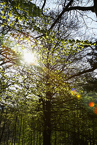 树中的阳光射线树木背光晴天逆光森林太阳光线光束太阳光林地背景图片
