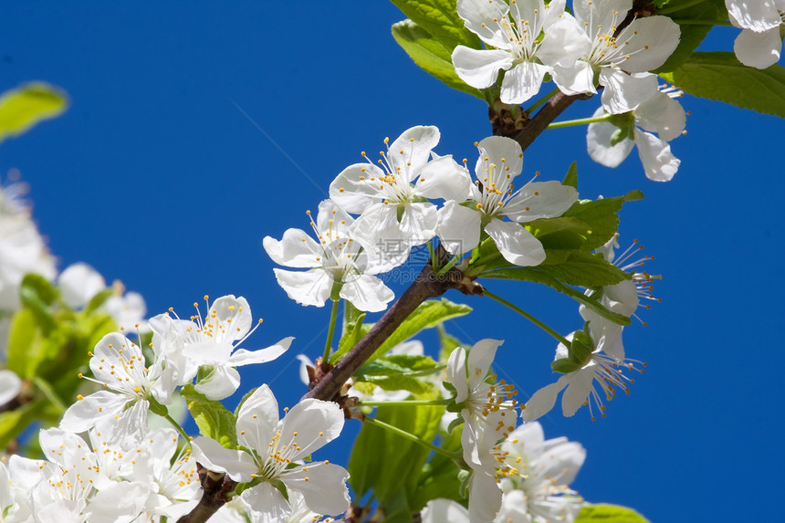 苹果花花宏观果园植物天空绿色苹果树叶子白色花园蓝色图片