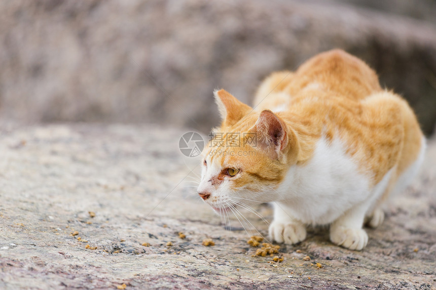 街头猫食食食物石头宠物头发哺乳动物街道小猫毛皮岩石图片