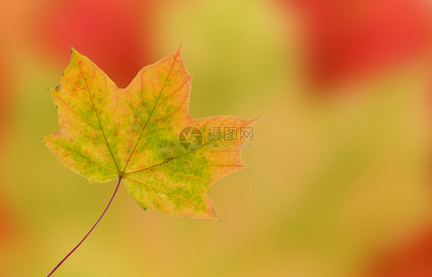 落叶植物棕色木头背景季节性红色树叶绿色叶子黄色图片