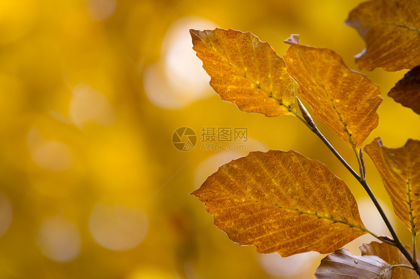 叶叶 秋白色背景植物棕色落叶团体叶子绿色黄色紫色图片