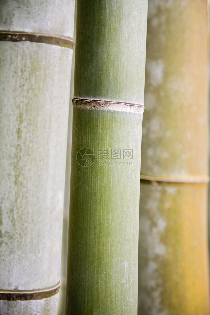 竹子自然世界视图植物植物群生命特写图片
