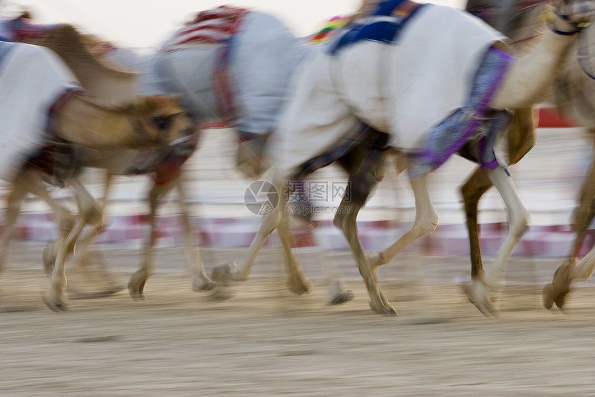迪拜UAE UAE 在骆驼训练期间的骆驼运动赛道毯子动物跑步小群骑师速度图片