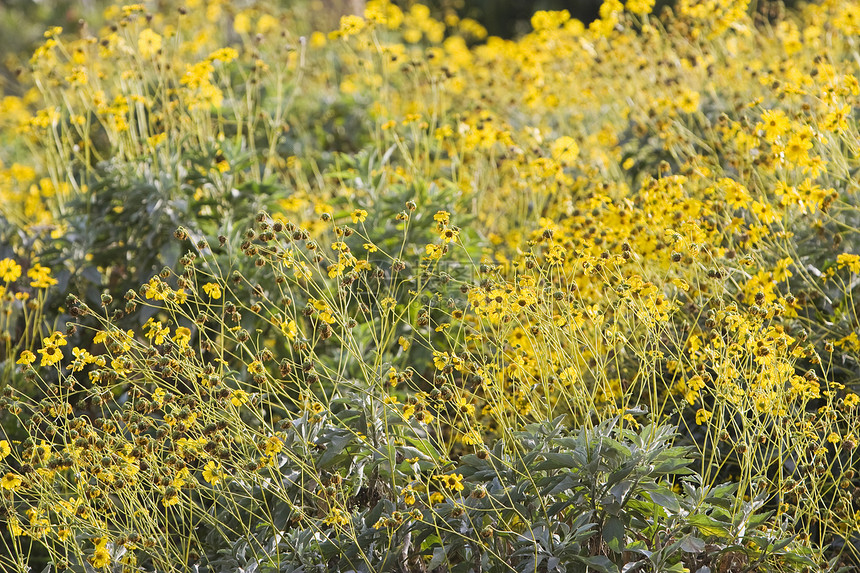 阿联酋迪拜Bur Duba 迪拜Creekside公园花园的新鲜黄色鲜花图片