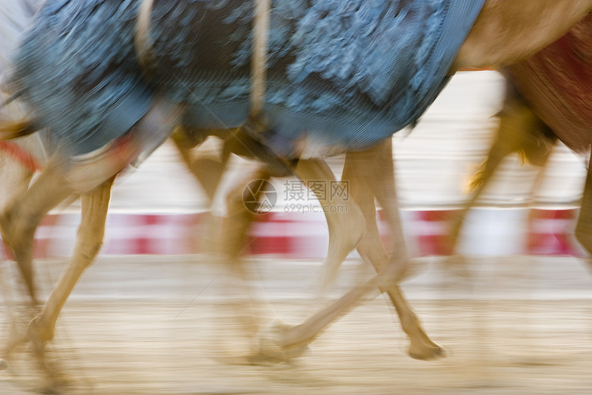迪拜UAE UAE 在骆驼训练期间的骆驼运动小群速度骑师跑步动物毯子图片