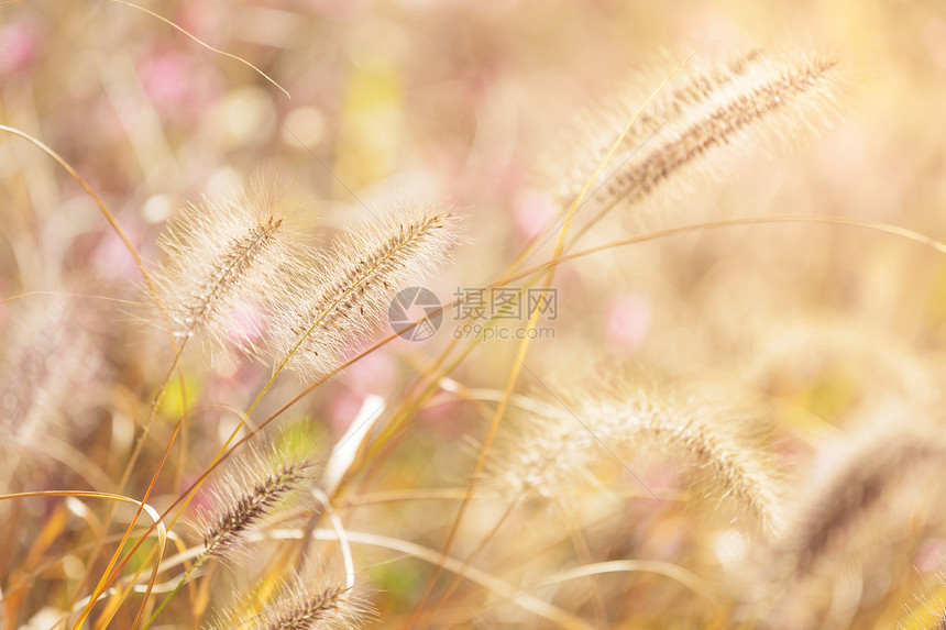 日落下秋叶野花草地荒野芦苇太阳植物稻草阳光天空杂草图片