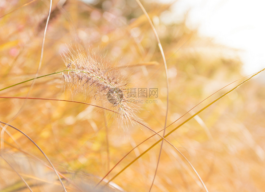 日落下秋叶天空太阳日落季节稻草荒野草地植物芦苇杂草图片