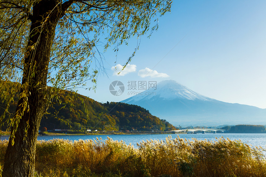 富士山和湖公吨杂草稻草植物芦苇花园顶峰火山图片