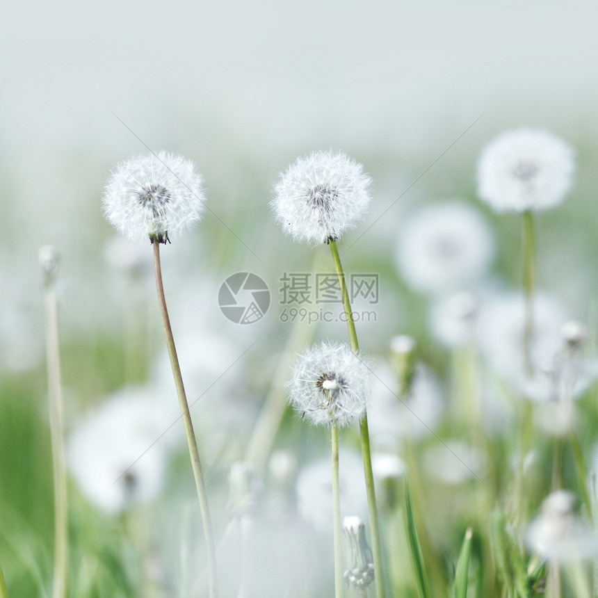 白花层阳光白色荒野绿色生育力晴天植物柔软度图片