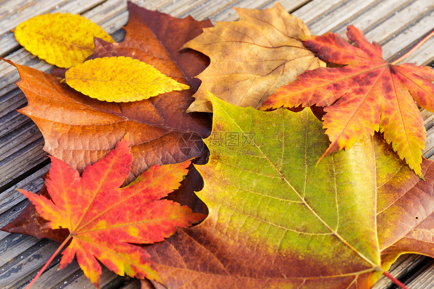 带木背景的秋天请假橙子收藏活力季节性木头棕色叶子季节黄色红色图片