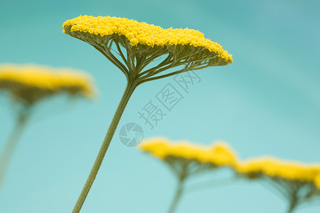 特写黄色花朵植物视图特写生长背景图片