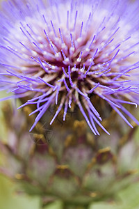 紫花缝合紫色花头视图特写背景图片