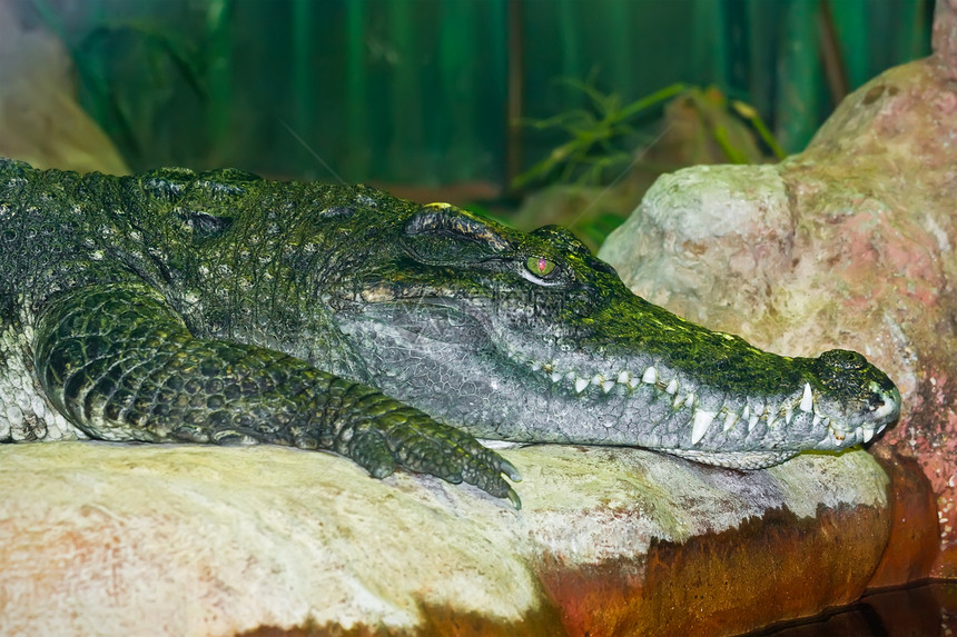 鳄鱼皮肤眼睛食肉热带动物园动物捕食者绿色皮革两栖图片
