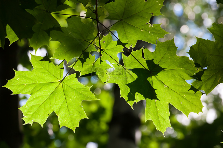 休假背景背景树木环境叶子太阳森林活力生长绿色植物阳光图片