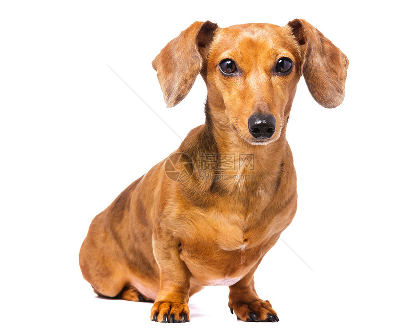 Dachshund 狗在白色上被孤立头发动物救援世俗香肠生活宠物小狗棕色图片