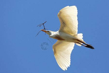 落霞与孤鹭齐飞Egret 与Twig搭乘飞行自由荒野白色嵌套羽毛白鹭材料枝条航班白鸟背景