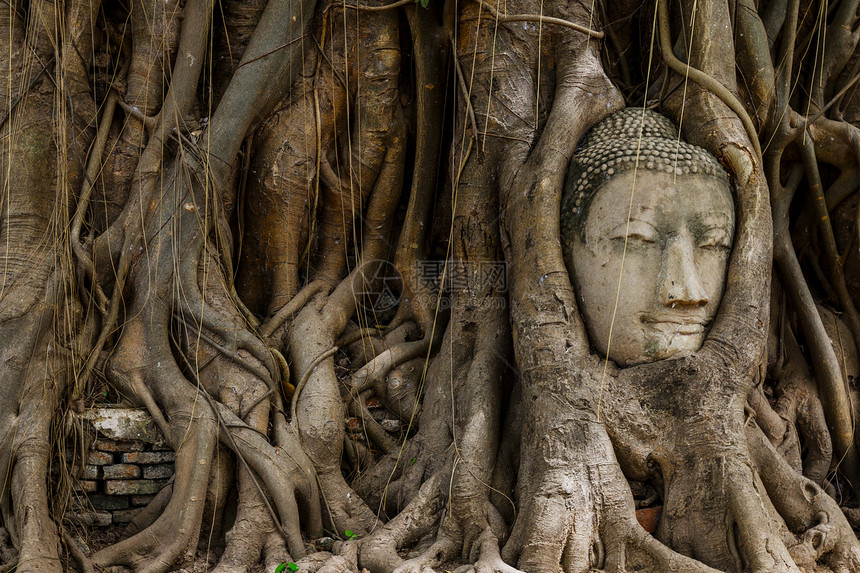 佛头雕像和木树图片